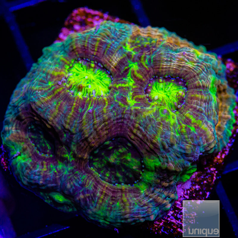 Ultra Echinata-WYSIWYG