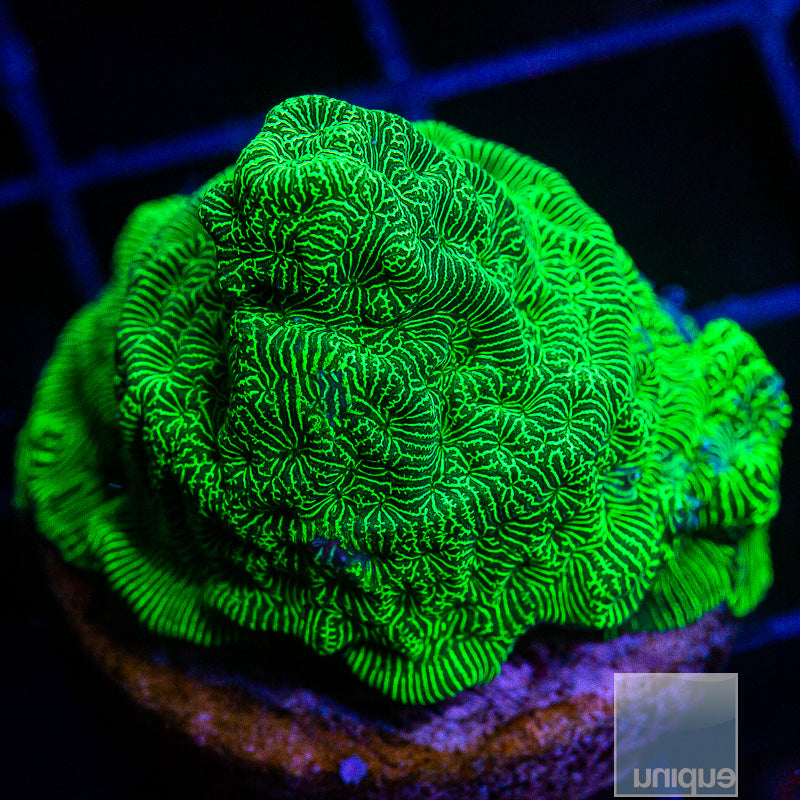 Green Leptoseris-WYSIWYG
