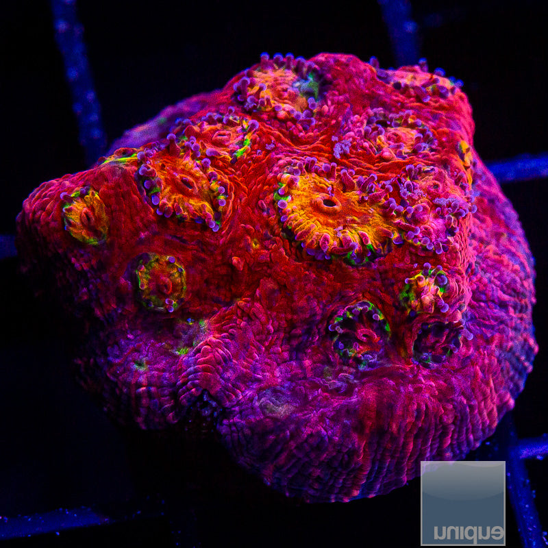 Rainbow Vivid Echinophyllia-WYSIWYG