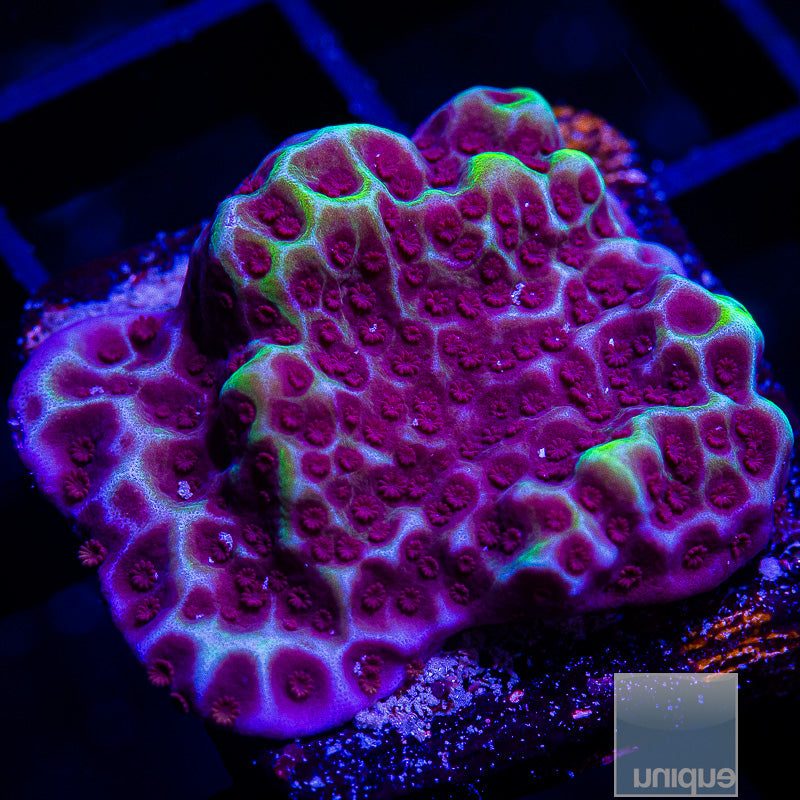 Jedi Mind Trick Montipora-WYSIWYG