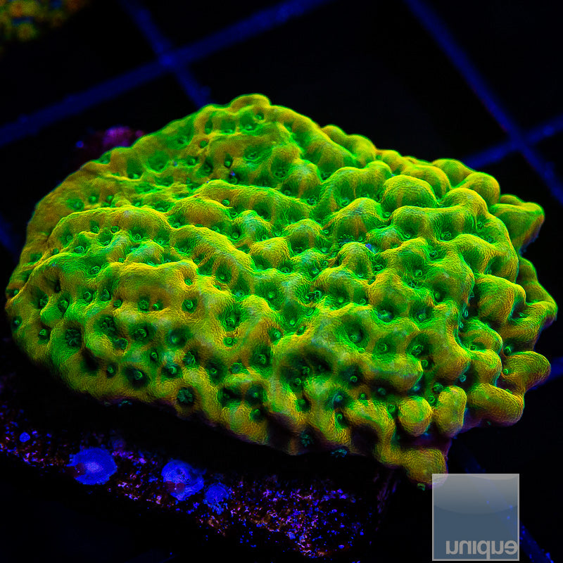 Kung Pao Montipora-WYSIWYG