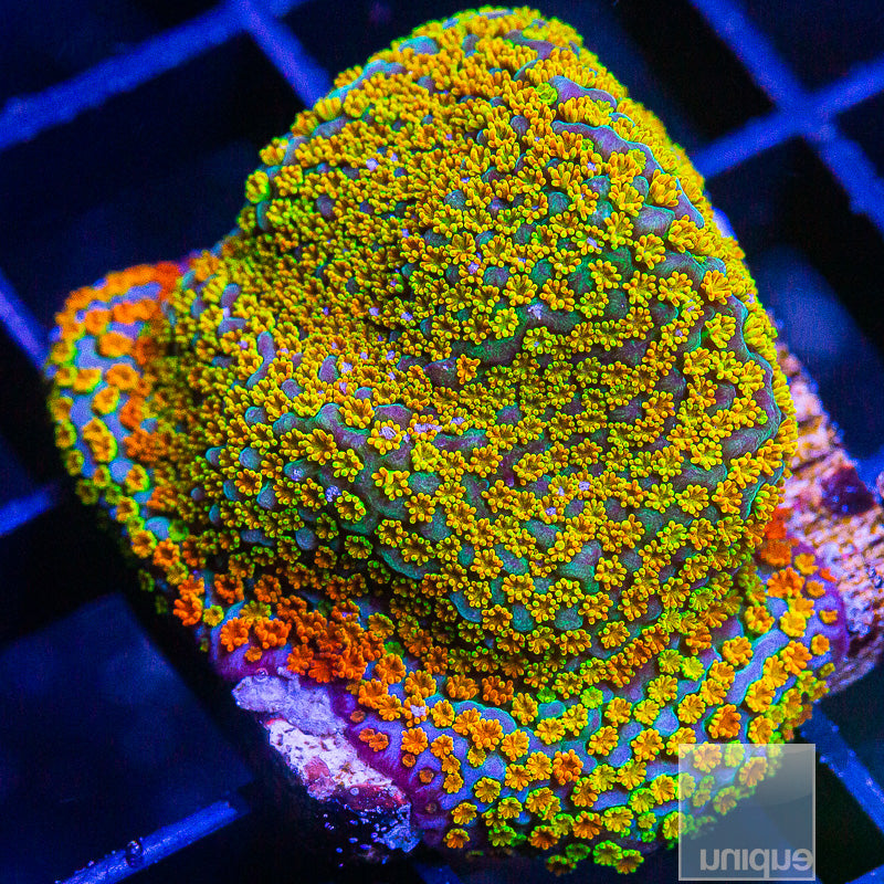 UC Rainbow Montipora-WYSIWYG
