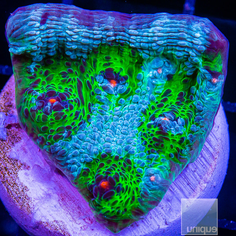 Avatar Chalice-WYSIWYG