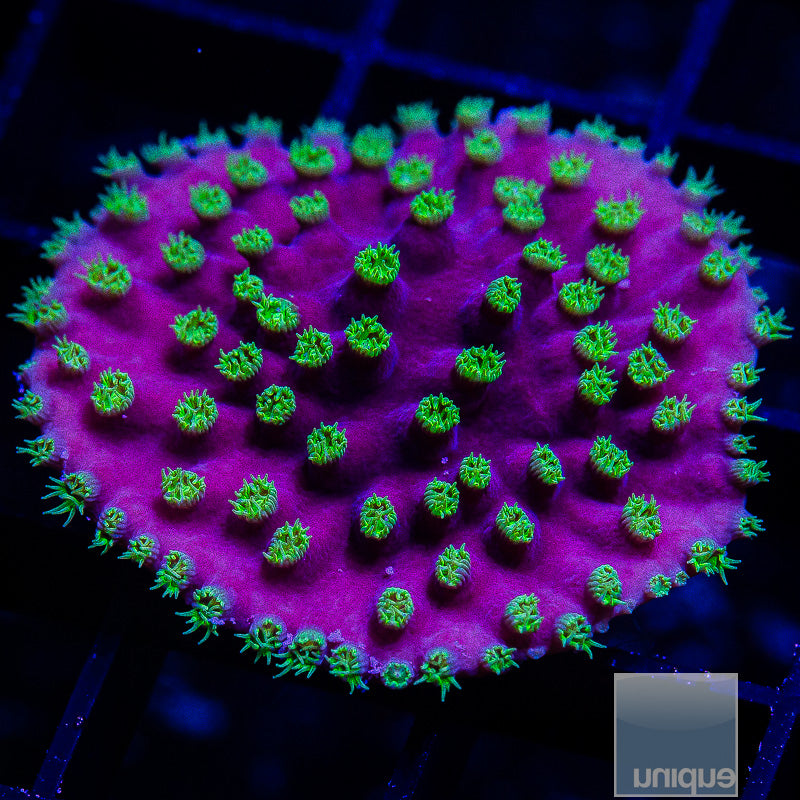 UC Constellation Turbinaria-WYSIWYG