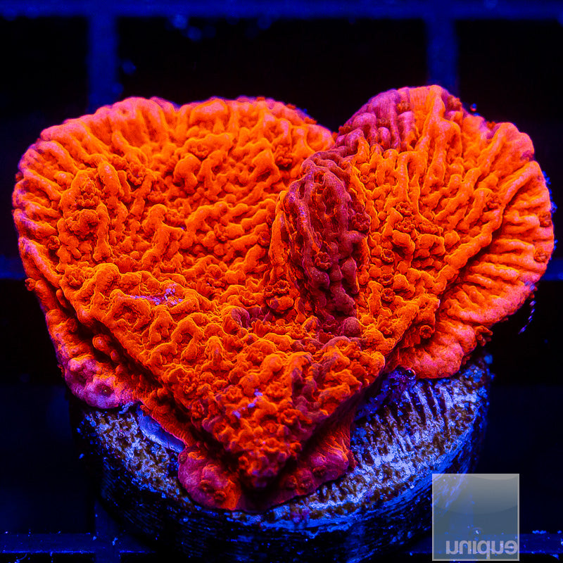 Grafted Montipora Cap-WYSIWYG