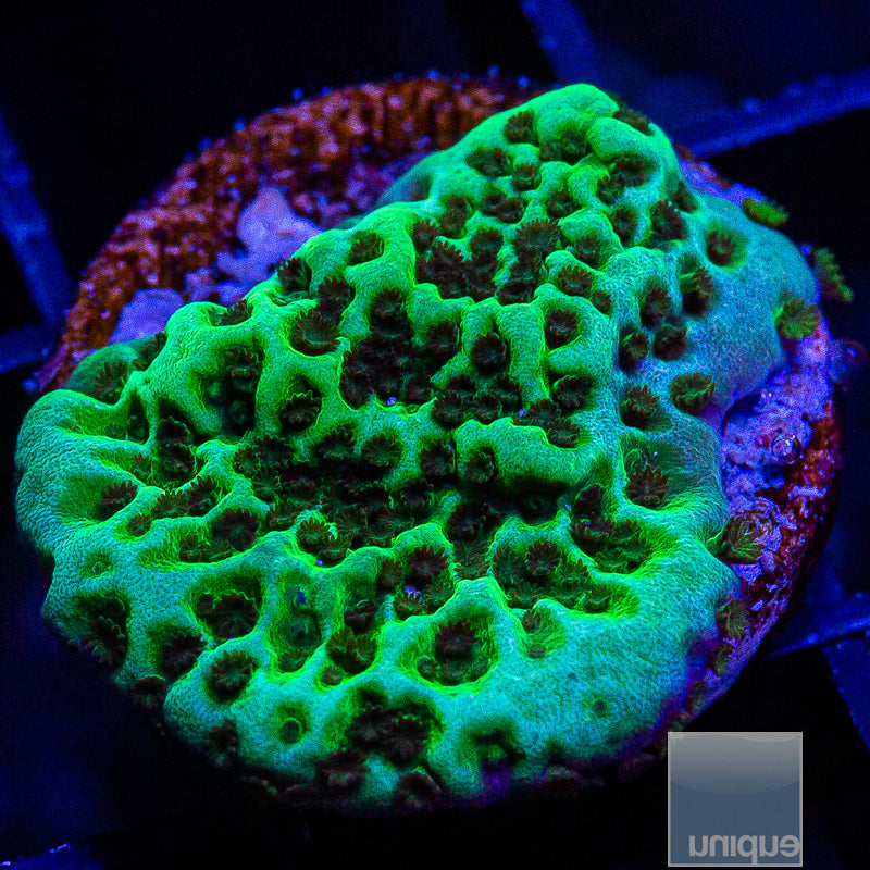UC Alpine Montipora-WYSIWYG