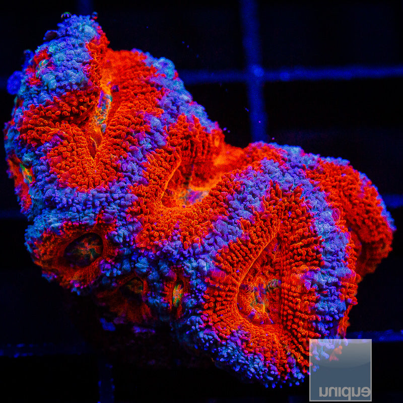 Colorful Acan Lord-WYSIWYG