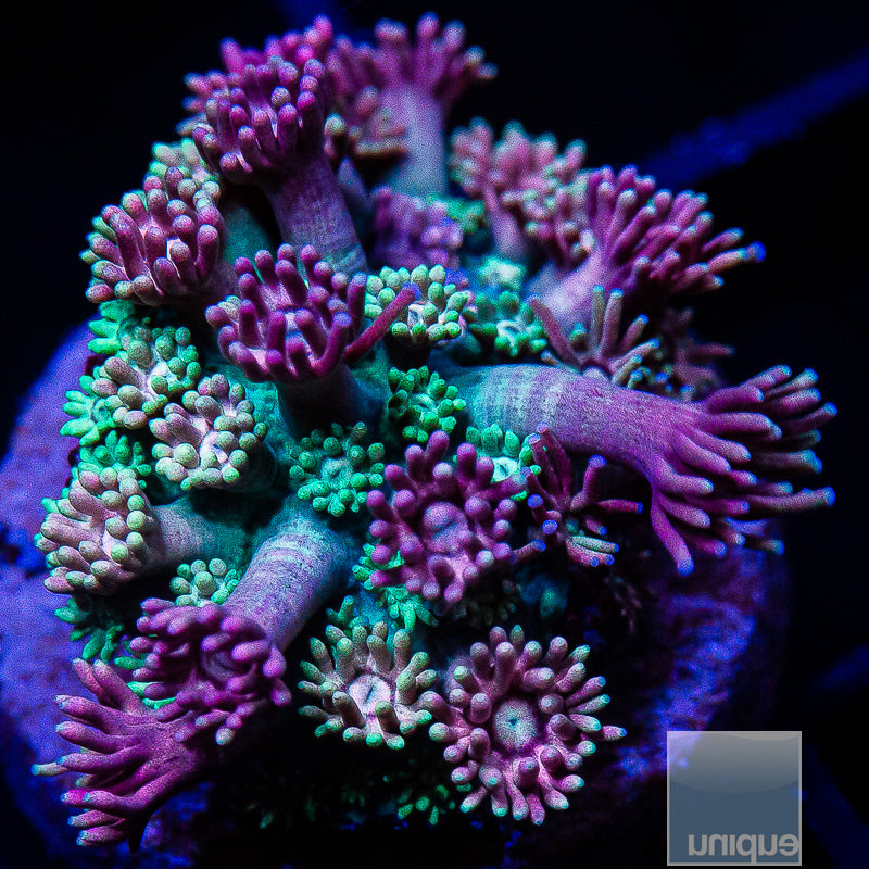 UC Midori Goniopora-WYSIWYG
