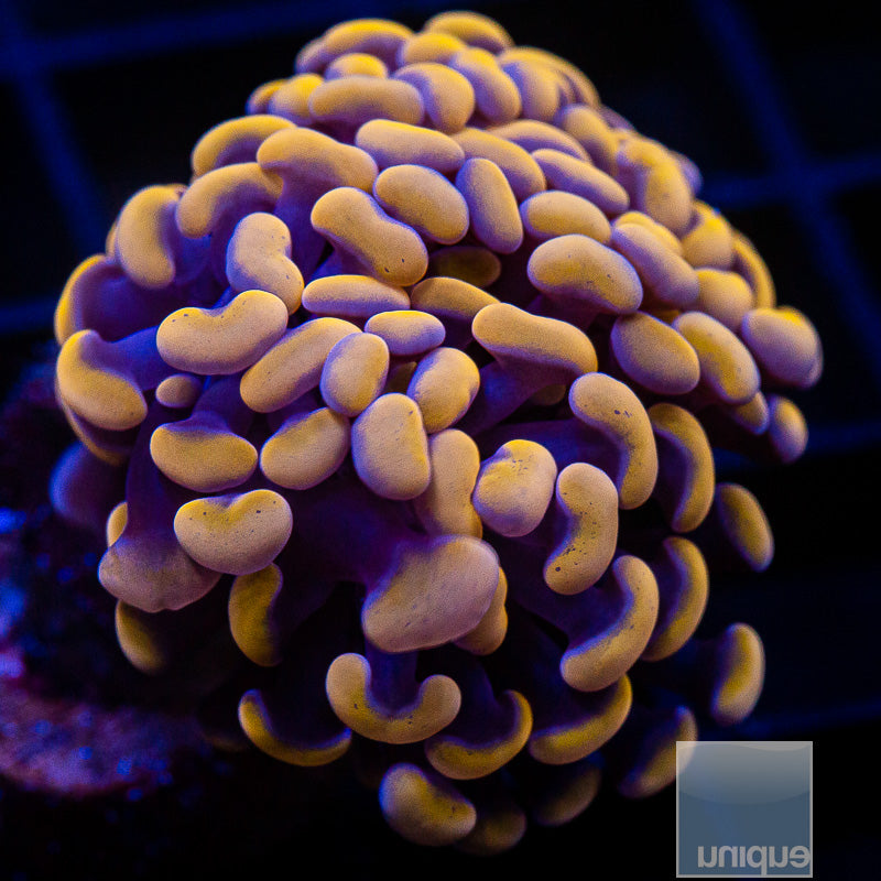 Orange Branching Hammer-WYSIWYG