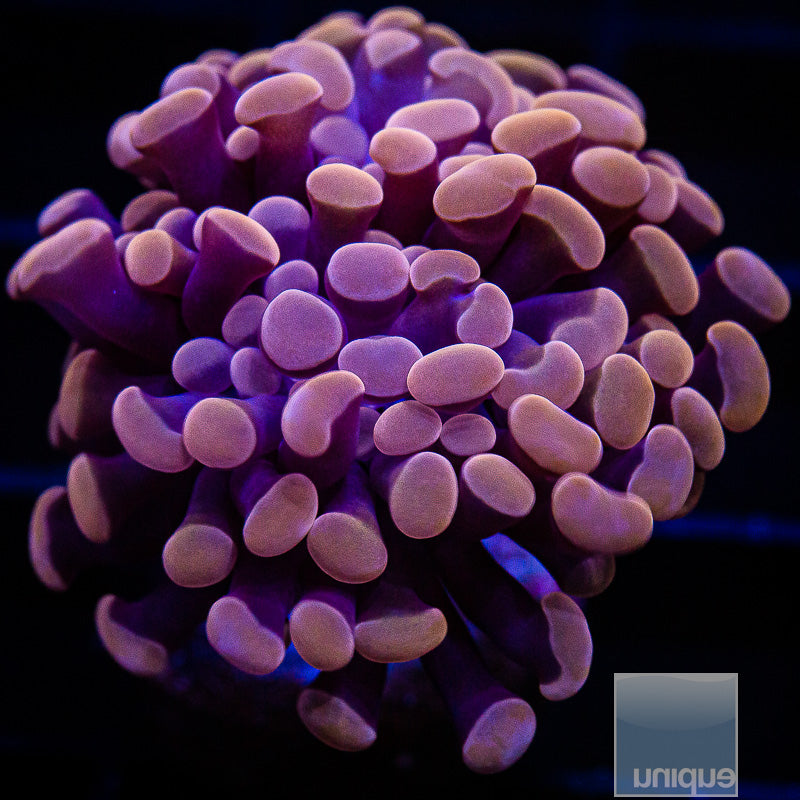 Amber Branching Hammer-WYSIWYG