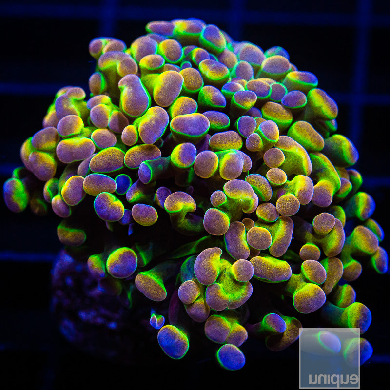 UC True Hologramm Branching Hammer Double Head-WYSIWYG