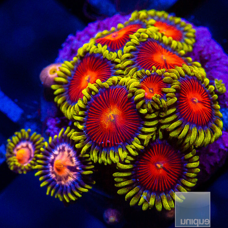 UC Greedo Mixed Zoanthid-WYSIWYG