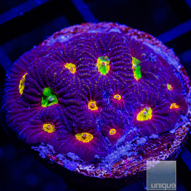 Rainbow Favia-WYSIWYG