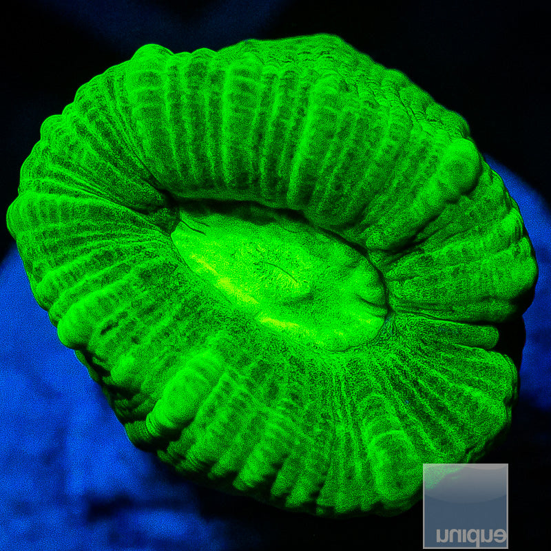 Candy Cane Coral-WYSIWYG