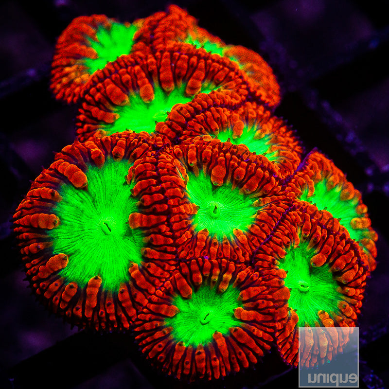 Red Mint Blasto Mini Colony-WYSIWYG