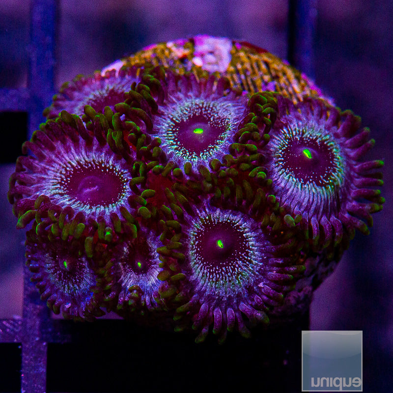UC Blue Ghost Zoa-WYSIWYG