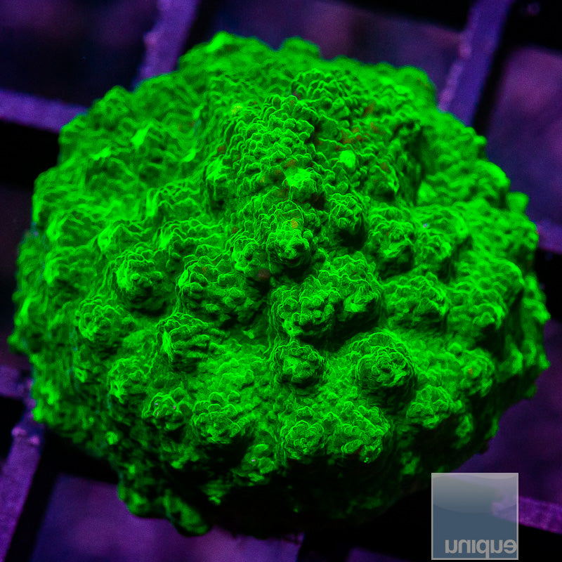 Green Astreopora-WYSIWYG