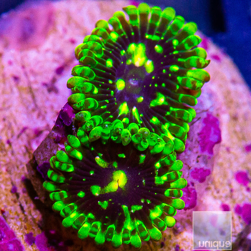 Exosphere Zoanthid-WYSIWYG