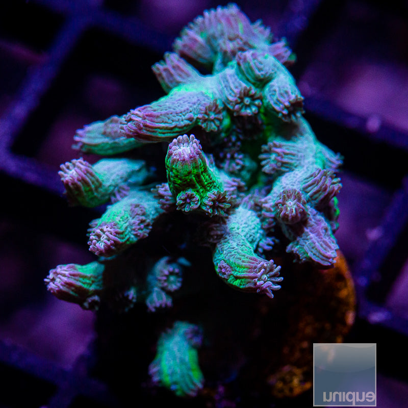 UC Eternal Branching Cyphatrea-WYSIWYG
