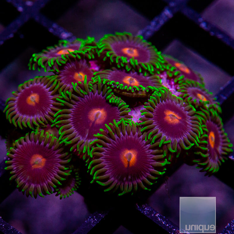 UC Scooby Snacks Zoa Colony-WYSIWYG
