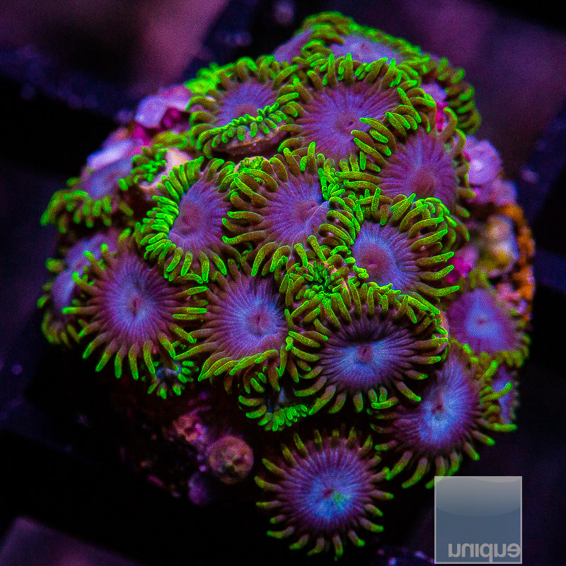 UC Green Goblin Zoa Colony-WYSIWYG