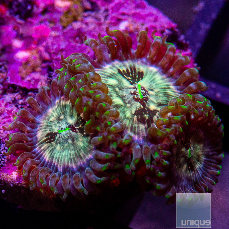 Hawaiian People Eater Paly-WYSIWYG