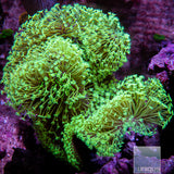 UC Weeping Willow Toadstool- Stock