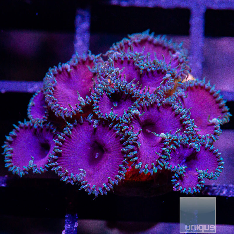Purple Death Paly Colony-WYSIWYG