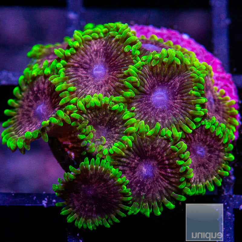 UC Atmosphere Zoa Colony-WYSIWYG