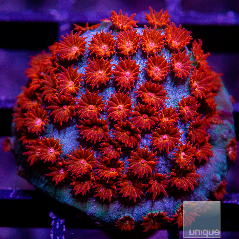 Meteor Shower Cyphastrea-WYSIWYG