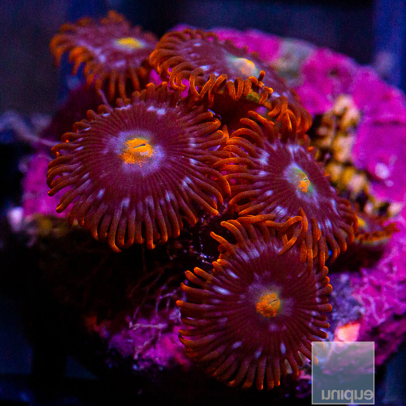 Red Skirt Variant Zoanthid-WYSIWYG