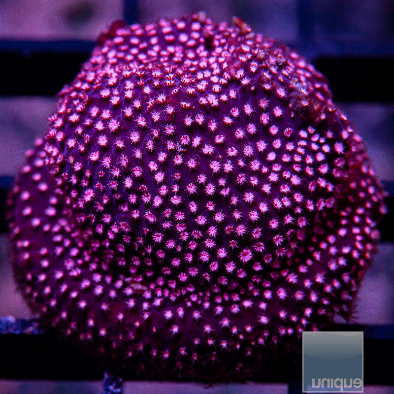 Pink Stylocoeniella-WYSIWYG