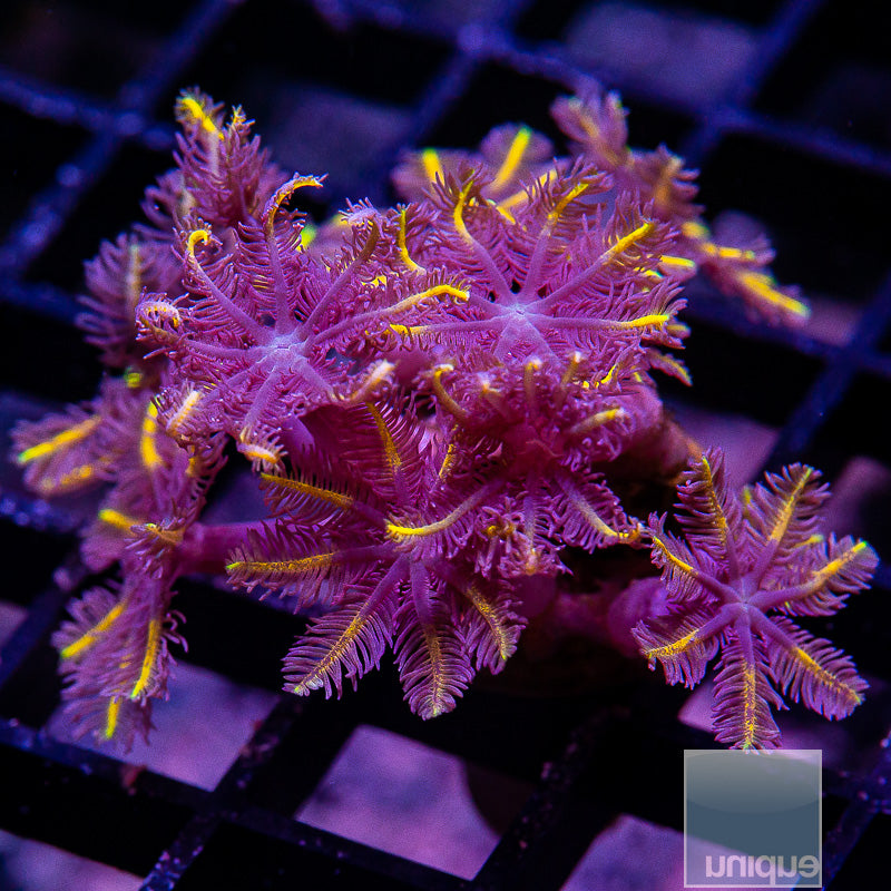 Papaya Clove Polyp-WYSIWYG