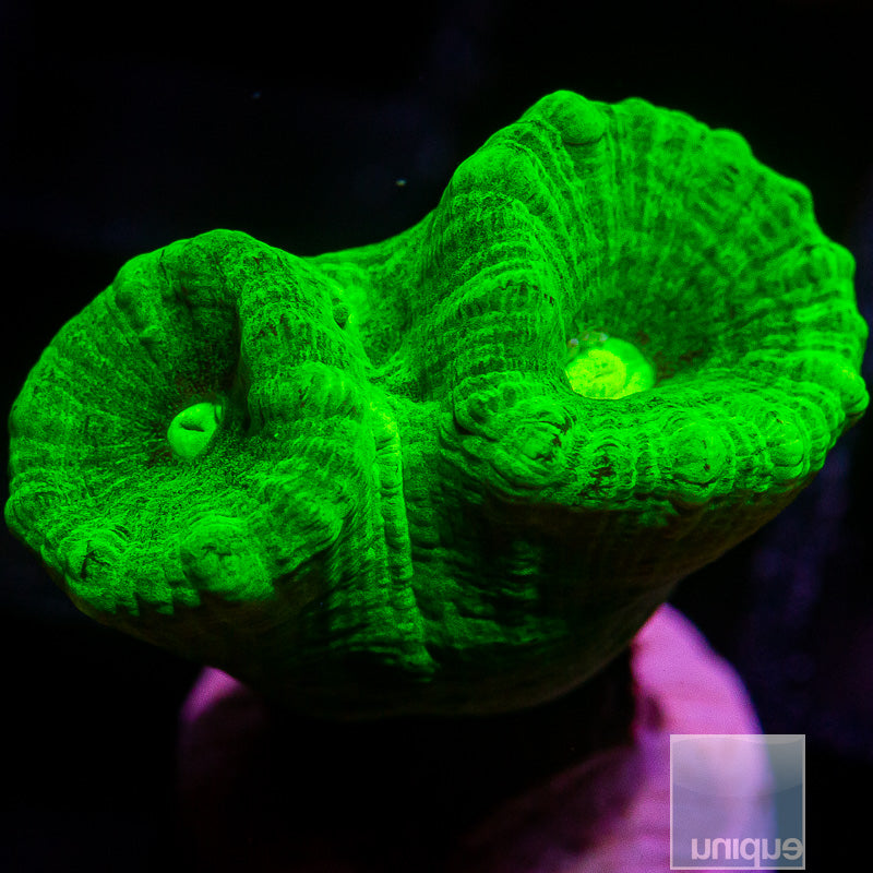 Candy Cane Coral-WYSIWYG