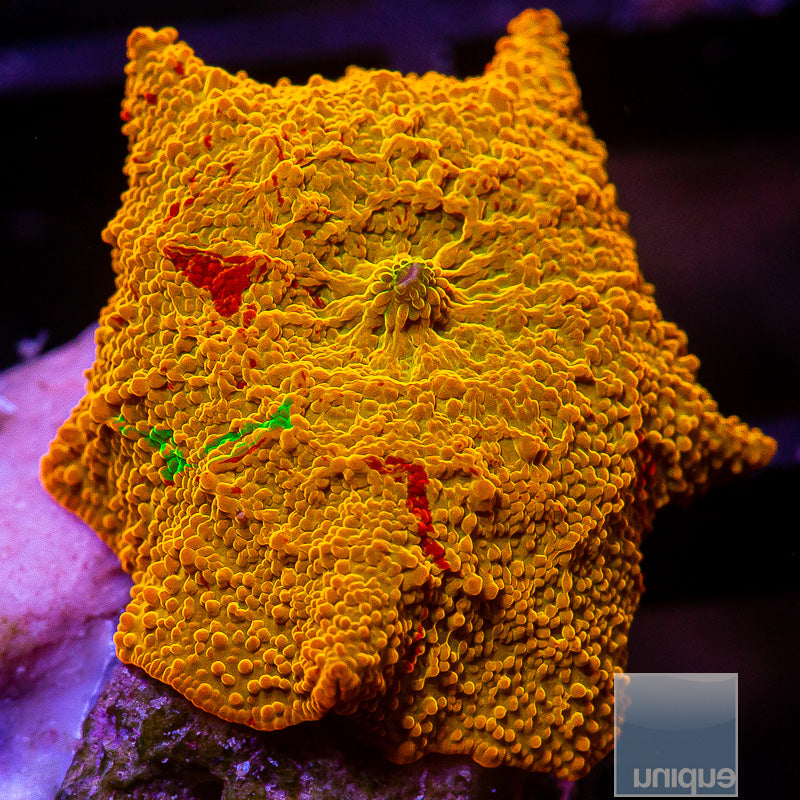 UC Burnt Orange OG Jawbreaker-WYSIWYG