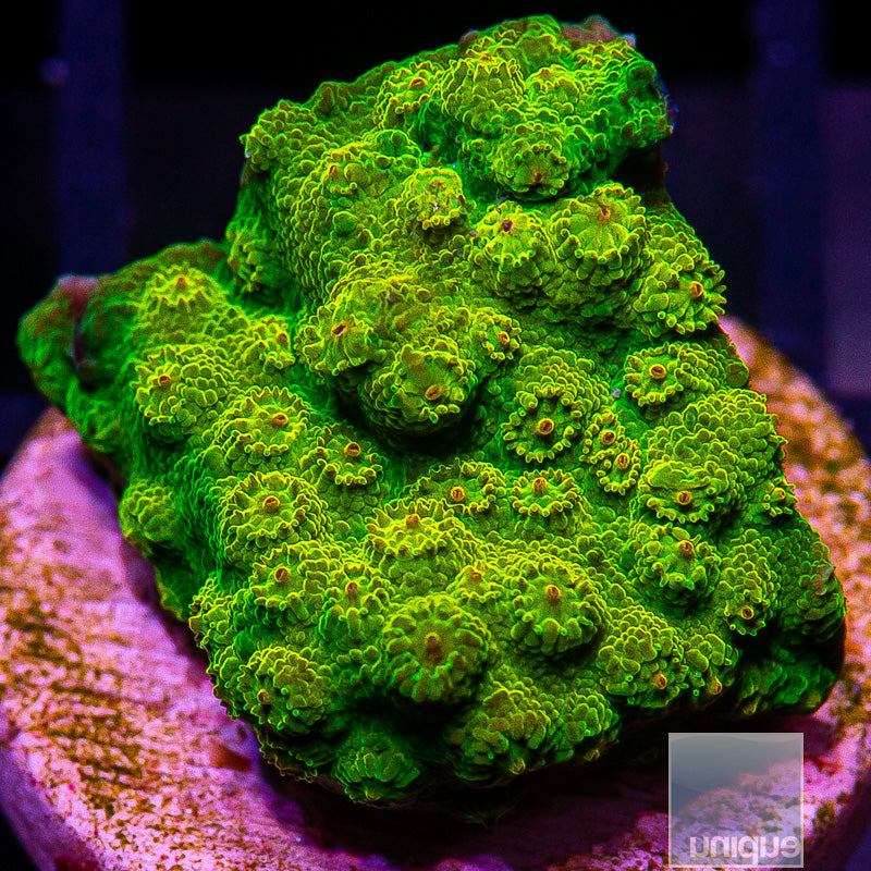UC Big Bird Cyphastrea-WYSIWYG