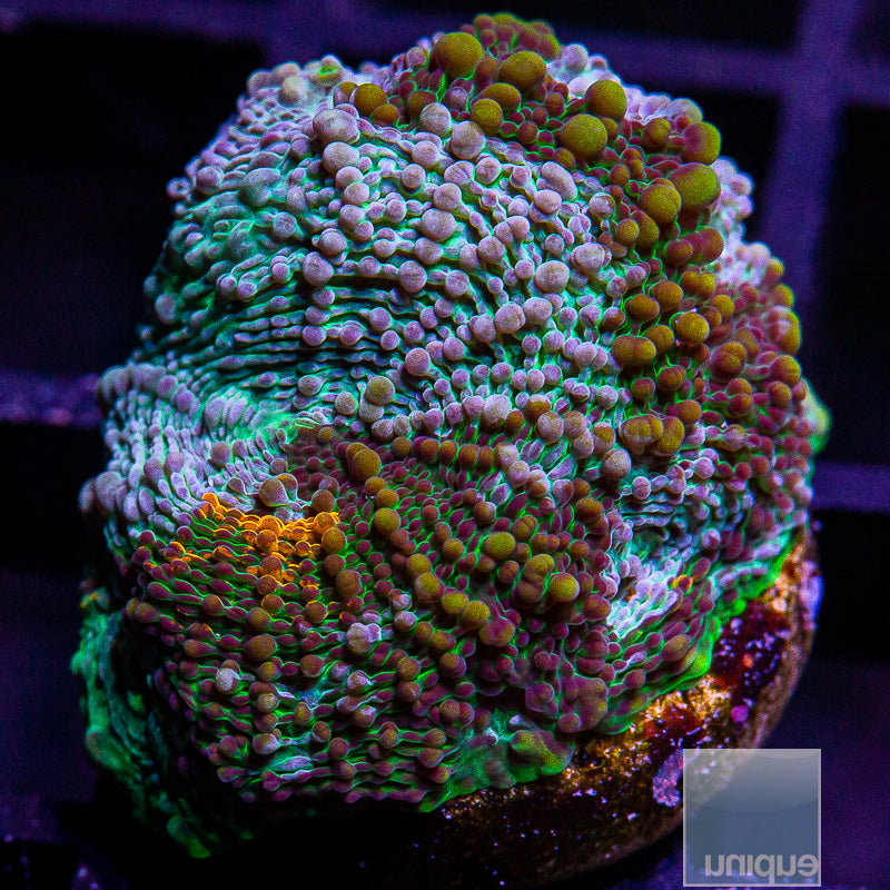 Colorful Echinata-WYSIWYG