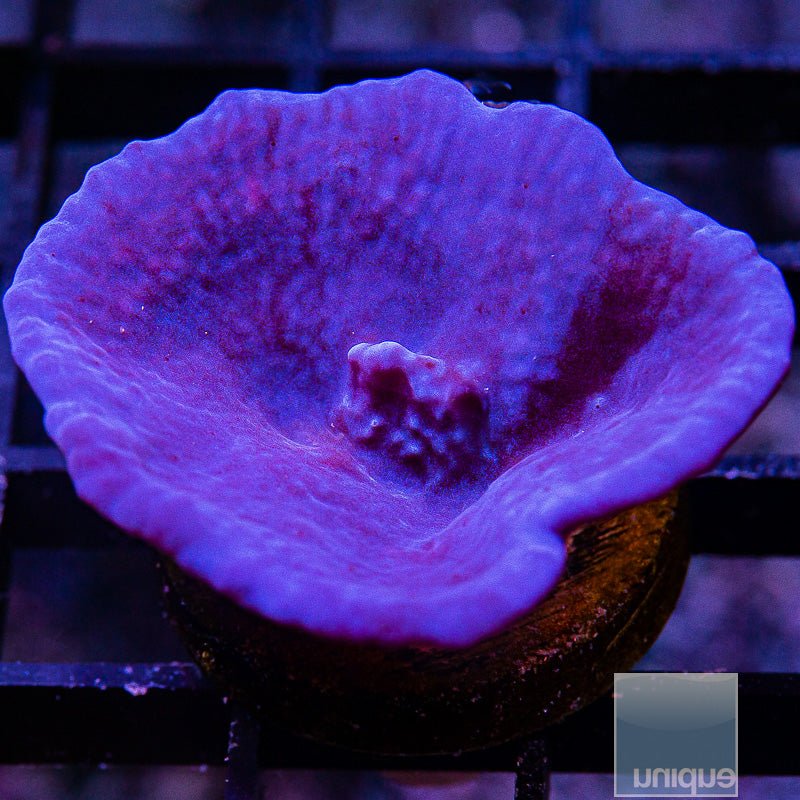 Unique Corals Plating Blue Sponge-WYSIWYG