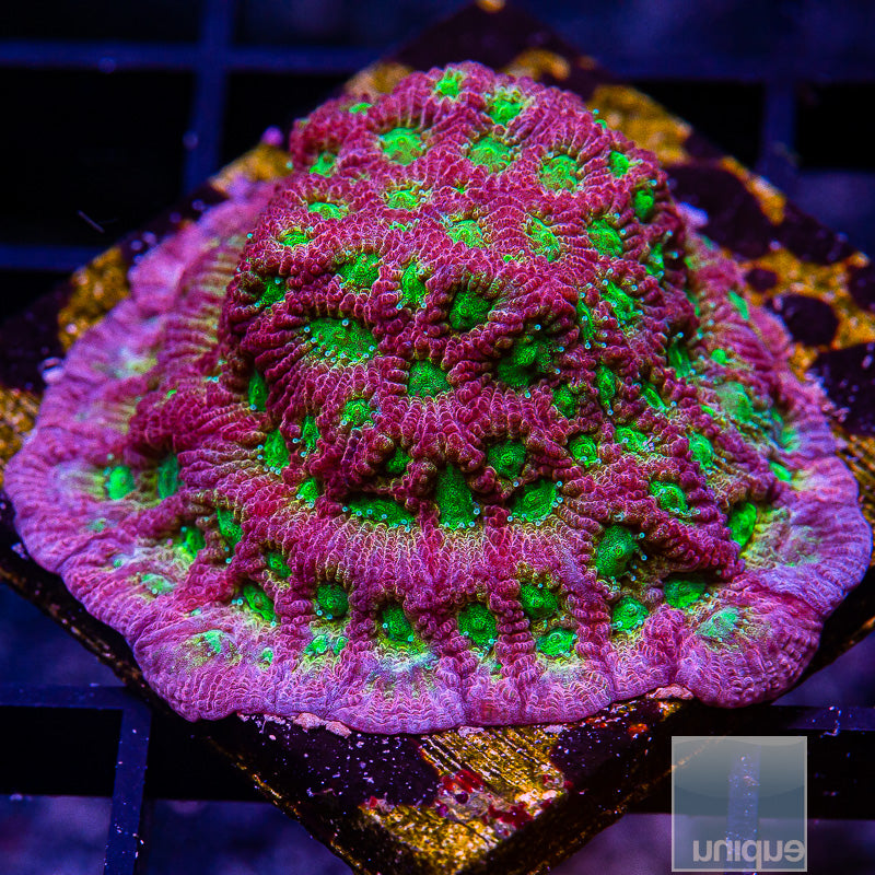 JF Dayglo Grafted Favia Mini Colony-WYSIWYG