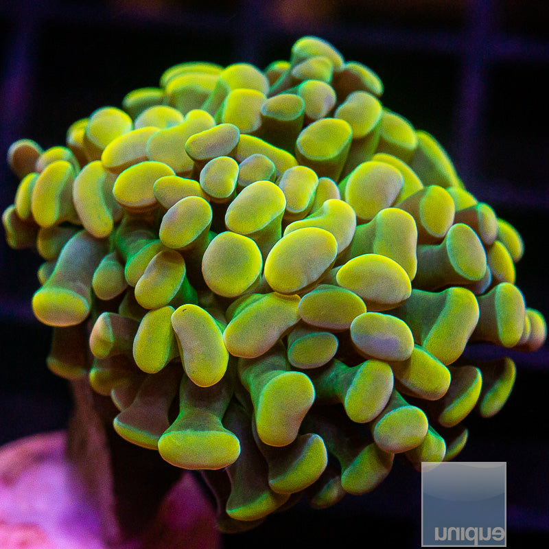 UC Rainbow Branching Hammer-WYSIWYG