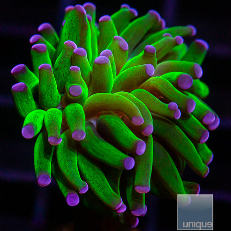 UC Purple Tip Branching Hammer- Single Head Stock Frag