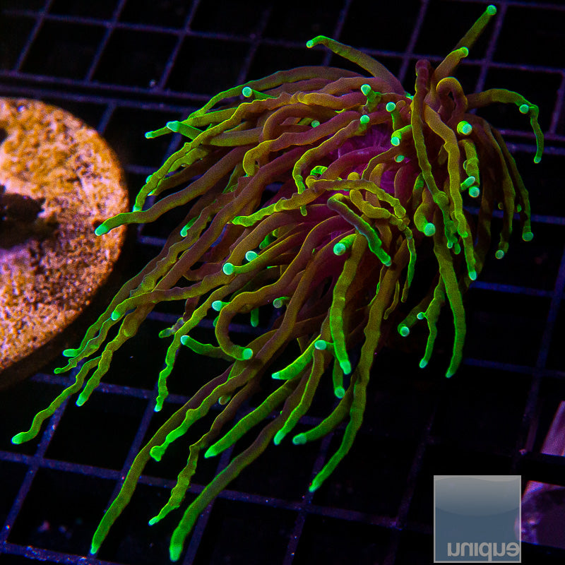 Dragon Soul Torch-WYSIWYG