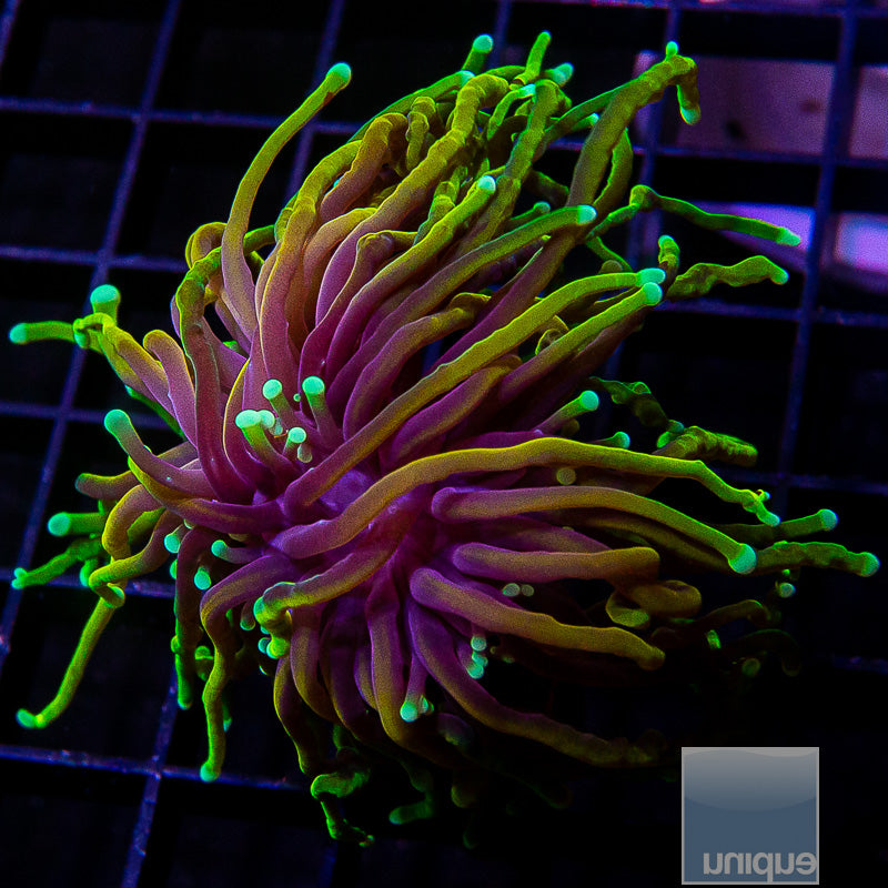 Dragon Soul Torch-WYSIWYG