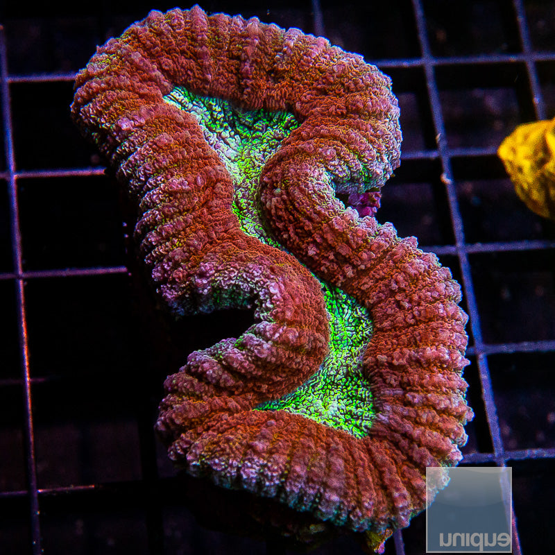 Aussie  Lobo-WYSIWYG