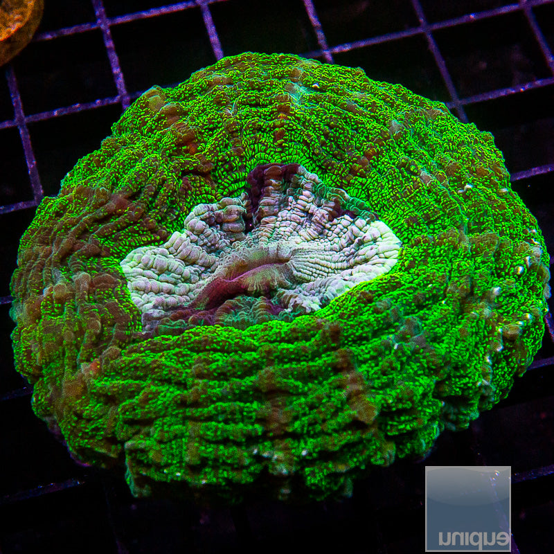 Aussie Green Donut Coral-WYSIWYG