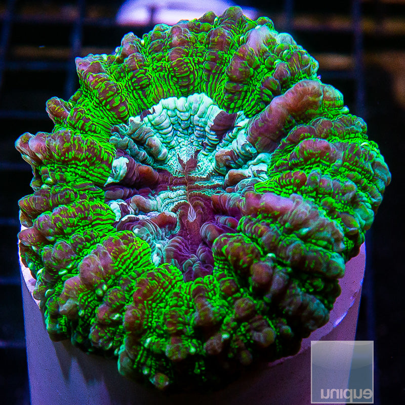 Aussie Green Donut Coral-WYSIWYG