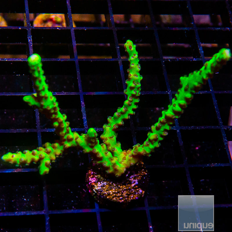 Slimeball Anacropora Large Frag-WYSIWYG