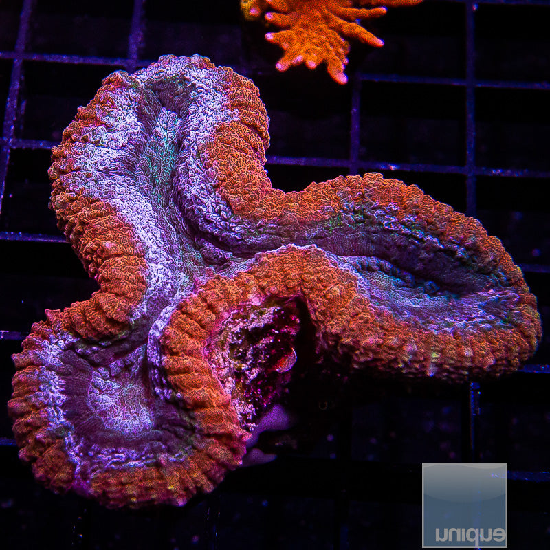 Aussie Red Rim Lobo-WYSIWYG