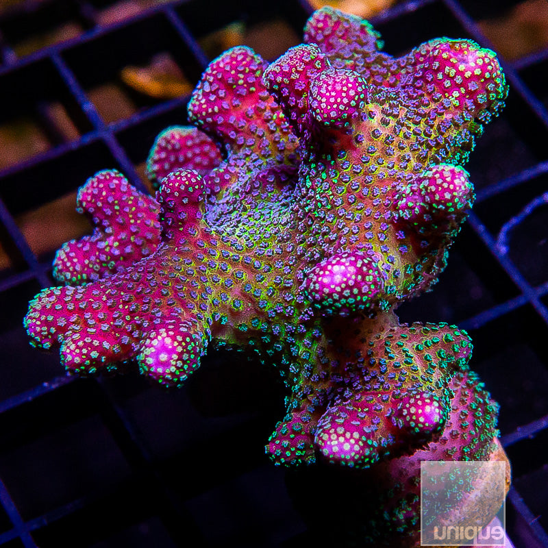 Rainbow Pocillopora-WYSIWYG