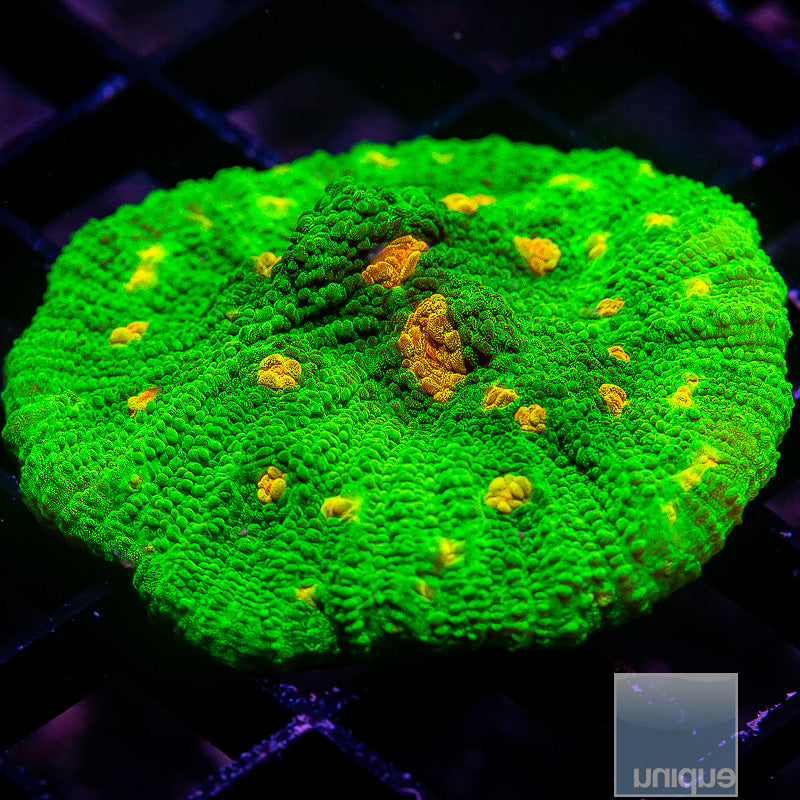 Space Invader Mycedium-WYSIWYG